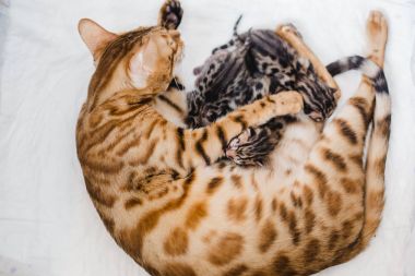 bengalcats yavru kedi cattery