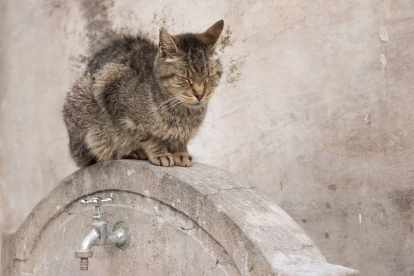 Taş duvarın yanında kedi.