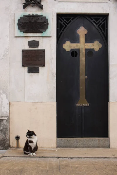 Gatto al cimitero — Foto Stock