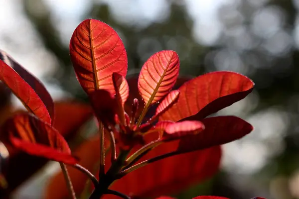 Güneşin altında kırmızı yapraklar