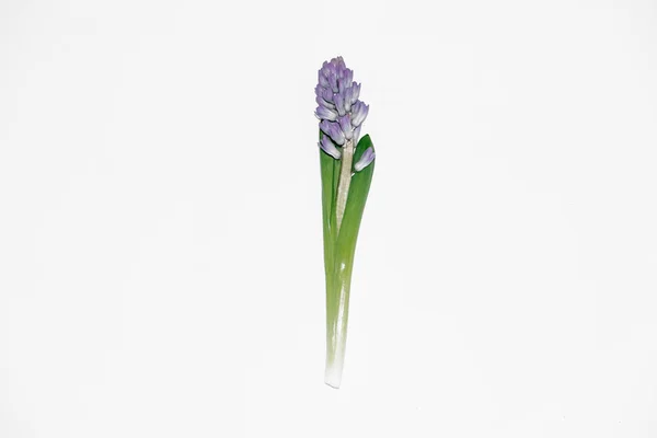 Lilac Hyacinth Flower White Background Flat Lay Top View — Stock Photo, Image