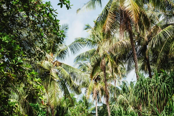 Grüne Hohe Palmen Und Blauer Himmel Blick Von Unten — Stockfoto