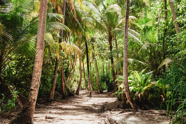 Tropischer Dschungel Mit Hohen Grünen Palmen — Stockfoto