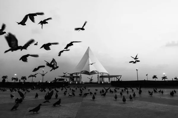 Jama Masjid Delhi Les Oiseaux Volant Monochrome — Photo
