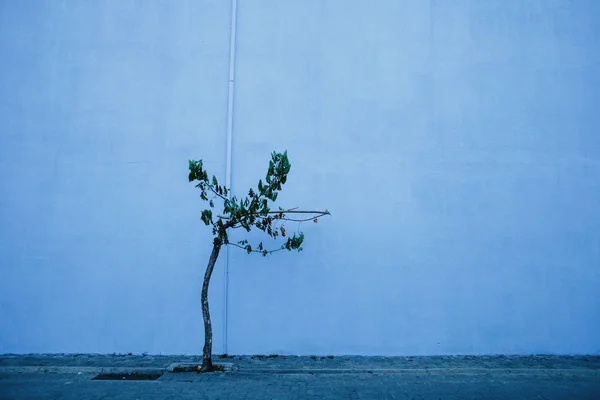 Ljusa Färgglada Blå Väggen Och Ett Litet Träd Utrymme För — Stockfoto
