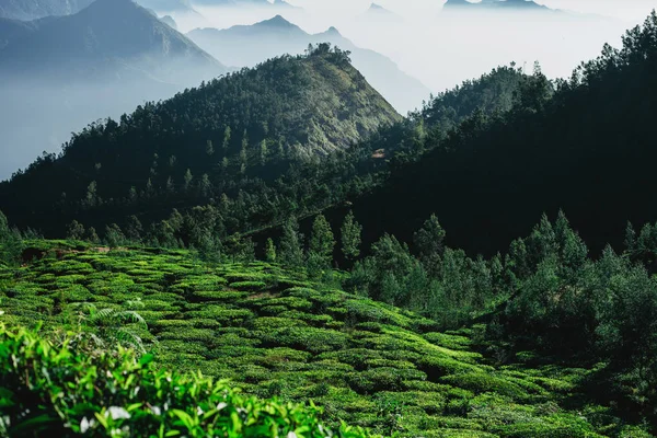 Colinas Verdes Plantações Chá Nas Montanhas Vista Cima Índia Munnar — Fotografia de Stock