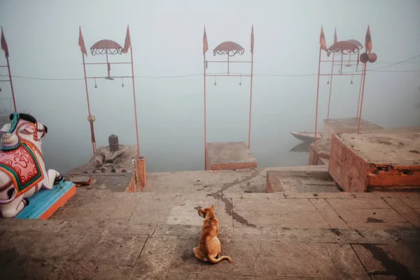 Hond Zit Buurt Van Rivier Ganges Varanasi India Banaras Ghats — Stockfoto