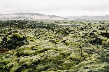 İzlanda'daki lav alanların büyüyen moss. Yeşil yosun doku ve arka plan
