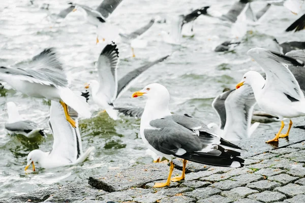 Many Seagulls Rest Fly Parapet Seaside Embankment — Stock Photo, Image