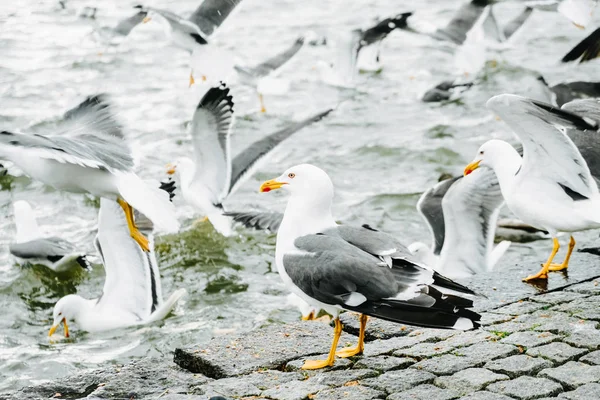 Muitas Gaivotas Descansam Voam Parapeito Aterro Beira Mar Imagens De Bancos De Imagens Sem Royalties