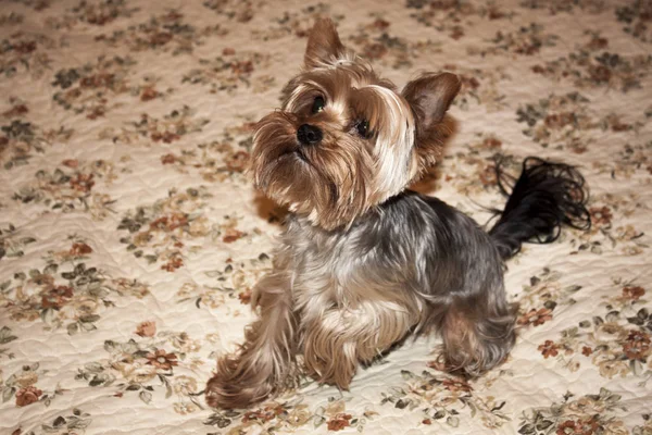 Inicio Yorkshire Terrier Imagen de stock