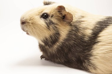 eskiden şiling şimdi domuz