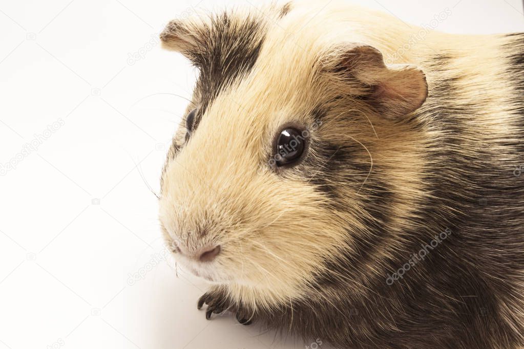 The guinea pig