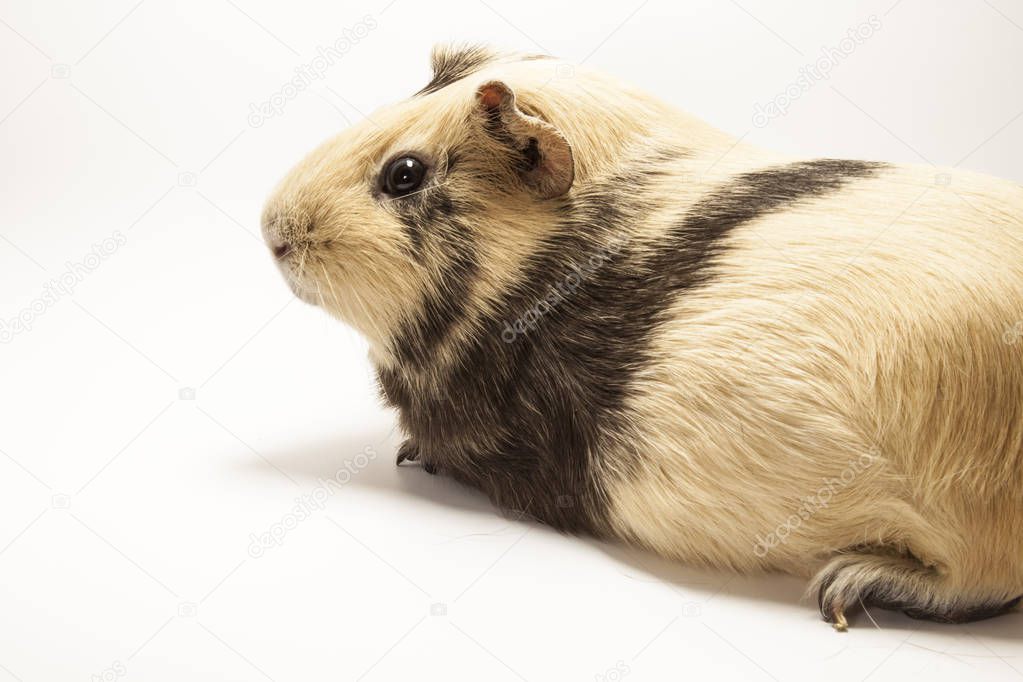 The guinea pig