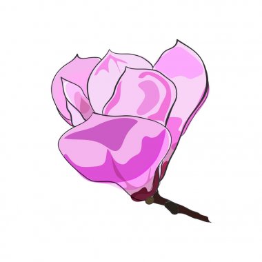 İzole Manolya çiçek