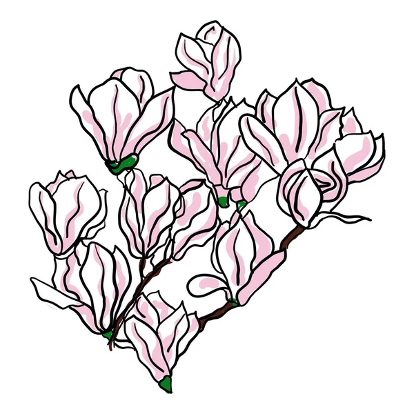 Cabang bunga magnolia pada latar belakang putih - Stok Vektor