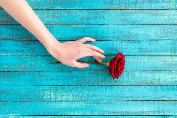 hand touching rose