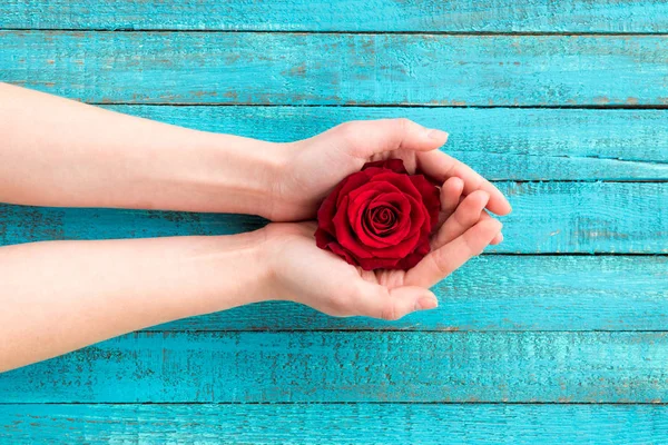 Mãos segurando rosa — Fotografia de Stock