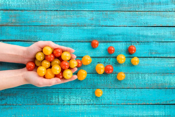 Hands holding cherry-tomatoes — Stock Photo, Image