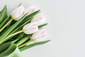 světle růžové tulipány  