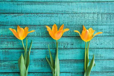 yellow tulips in row  clipart
