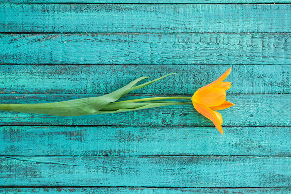 one yellow tulip