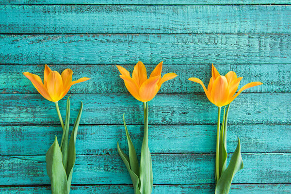 yellow tulips in row 