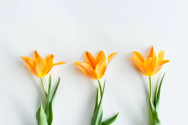 Tulipas amarelas em linha — Fotografia de Stock