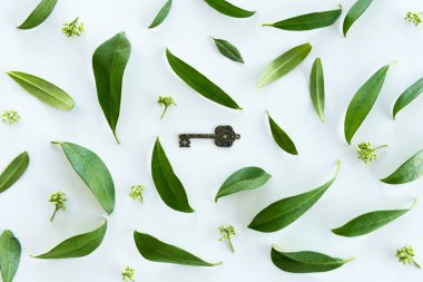 Green leaves and old key clipart