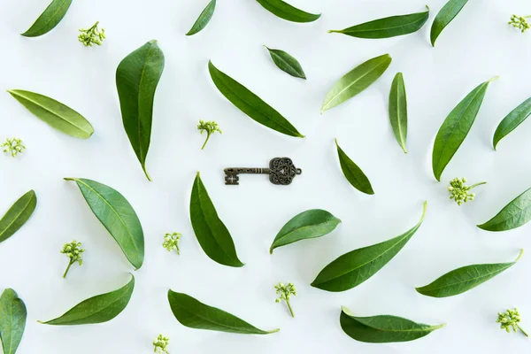 Zelené listy a starý klíč — Stock fotografie