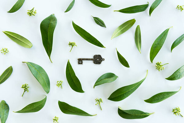 Green leaves and old key