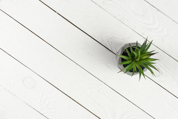 Wooden texture and green plant 