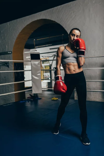 Boxer. — Fotografia de Stock