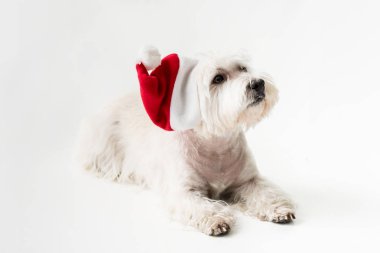  White Terrier in santa hat with gift clipart