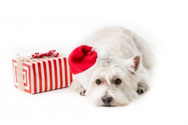  Santa şapka hediye ile beyaz Terrier