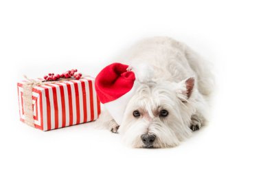  White Terrier in santa hat with gift clipart