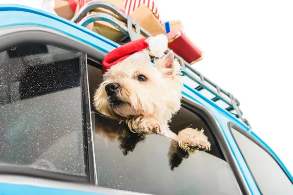 White Terrier im Auto mit Weihnachtsgeschenken — Stockfoto