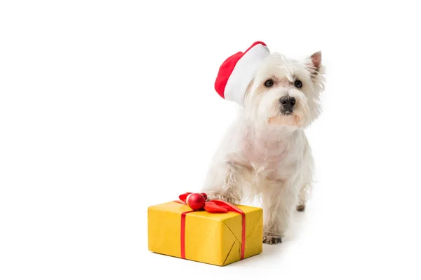 White Terrier en sombrero de santa con regalo — Foto de Stock