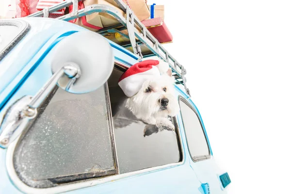 White Terrier in car with christmas gifts Stock Image