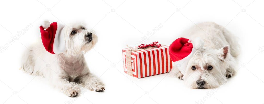  White Terrier in santa hat with gift