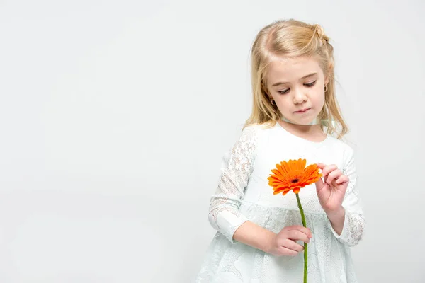 Девушка с цветком герберы — стоковое фото