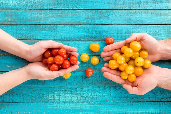 Manos que sostienen tomates cherry - foto de stock