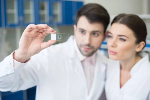 Scientists analyzing microscope slide — Stock Photo