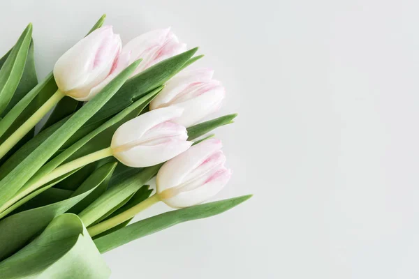 Светло-розовые тюльпаны — стоковое фото