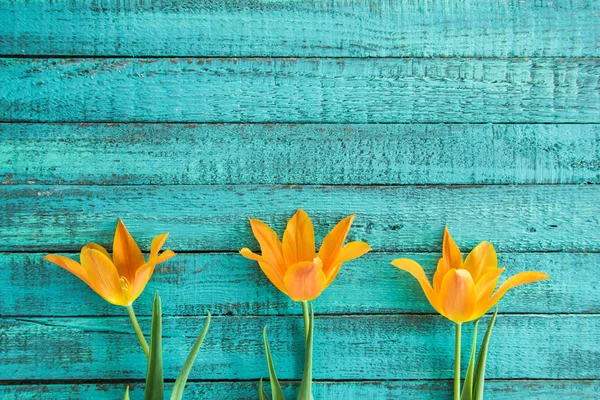 Tulipes jaunes en rangée — Photo de stock
