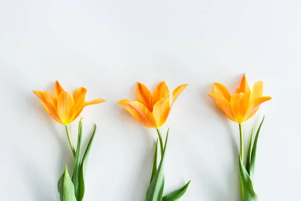 Желтые тюльпаны в ряд — стоковое фото