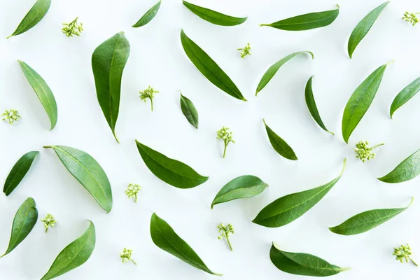 Green leaves background — Stock Photo