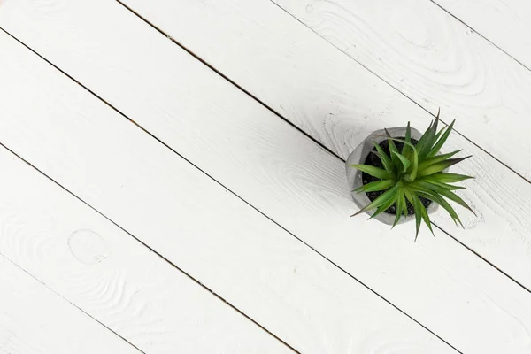 Wooden texture and green plant — Stock Photo