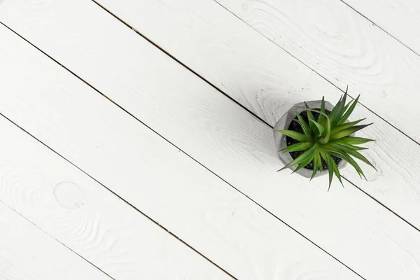 Textura de madera y planta verde - foto de stock