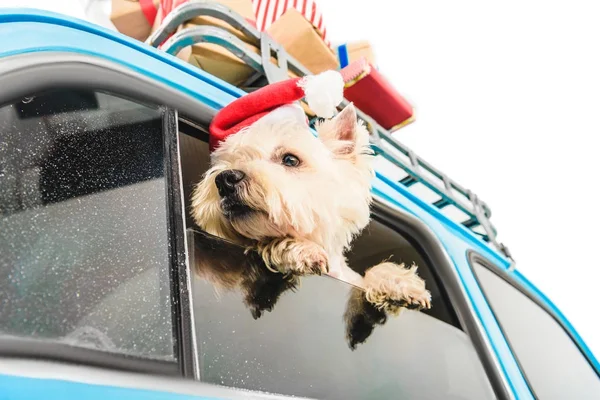 White Terrier in car with christmas gifts — Stock Photo